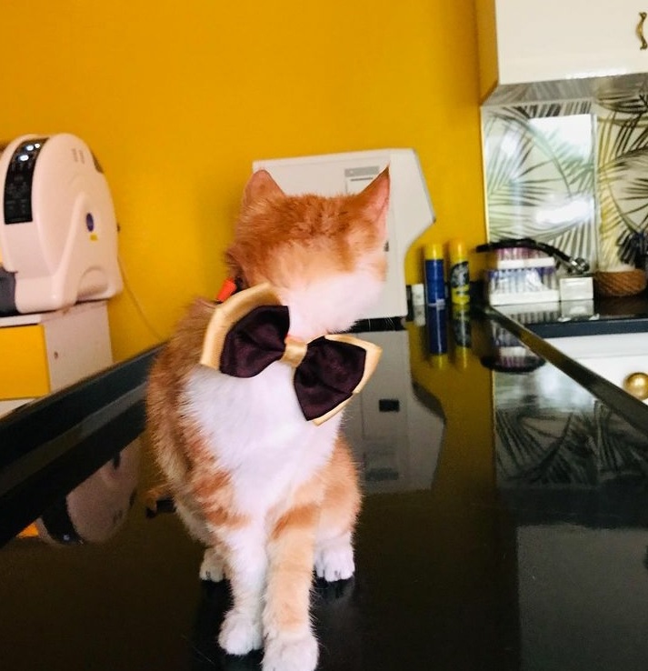Van Pet Kuaför 